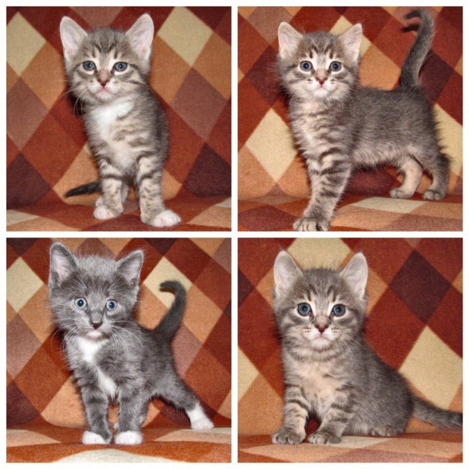 Скоттиш страйт голубой мрамор