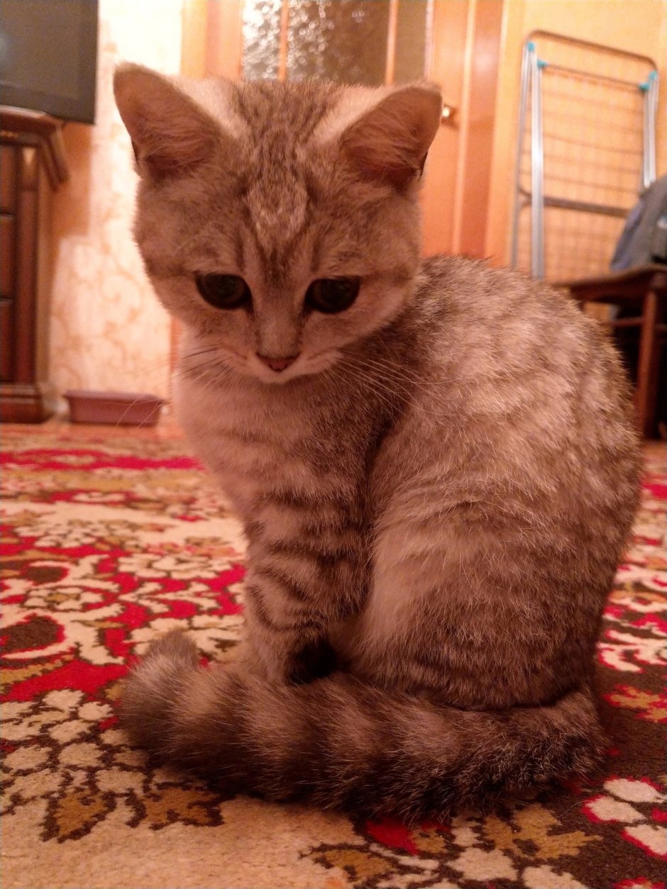 Шотландские котята помесь
