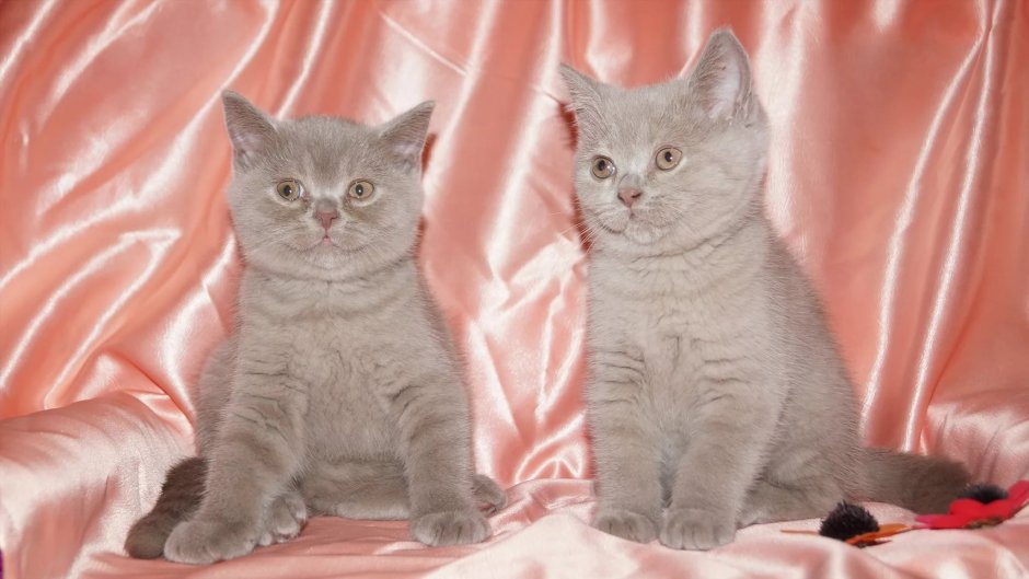 Шотландский котенок расцветка скоттиш