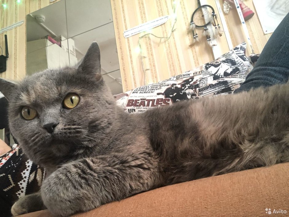 Кот британский гладкошерстный палевый