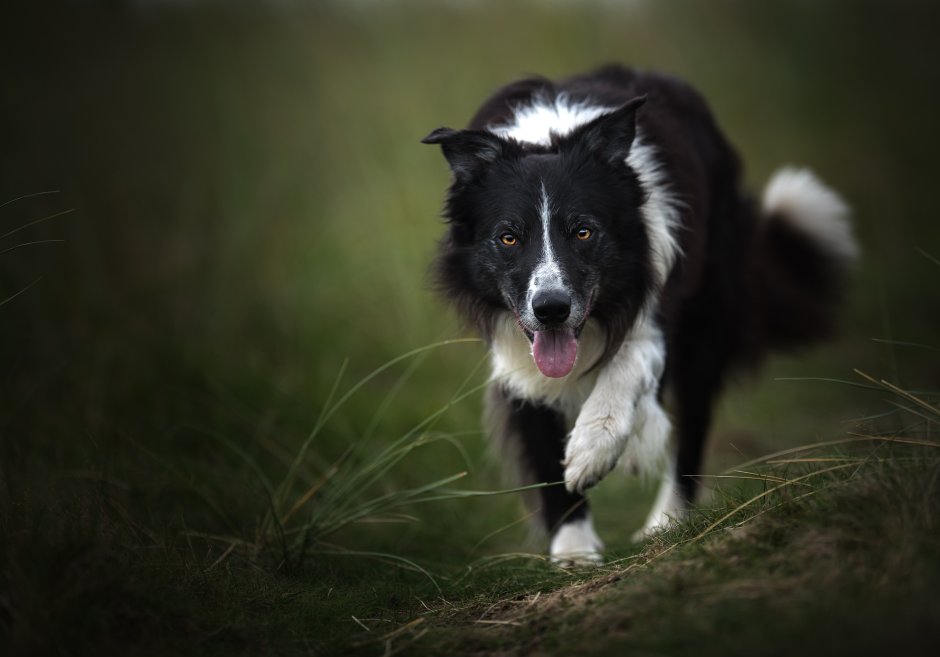 Бордер колли короткошерстный