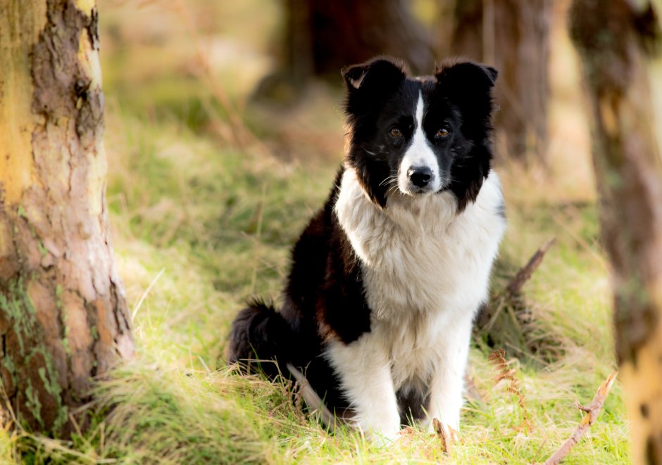 Метис бордер колли