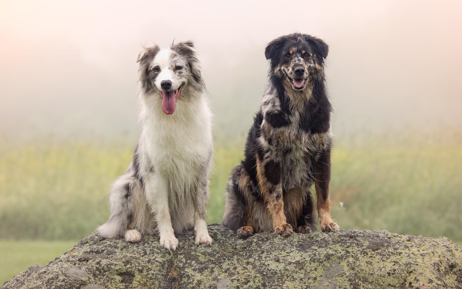 Бордер колли череп