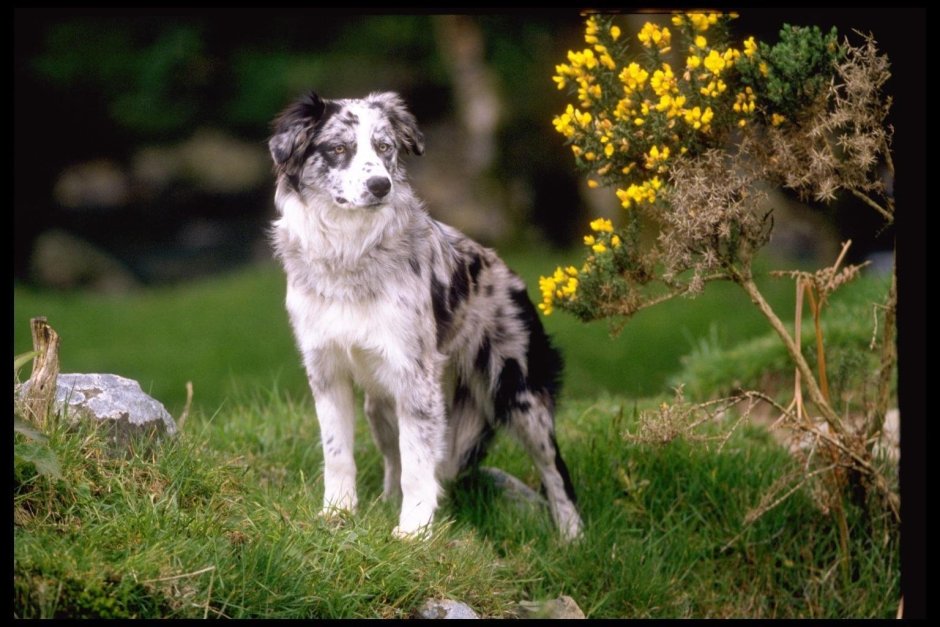 Бордер колли и овчарка