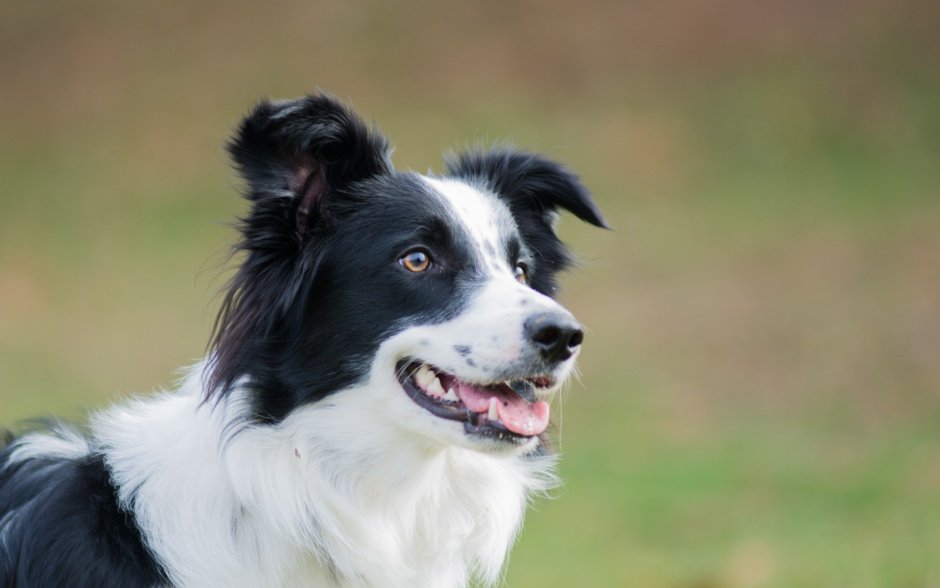 Бордер колли черный