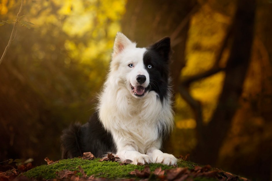 Глаза бордер колли