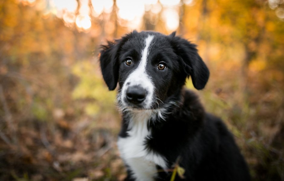 Шотландский бордер колли