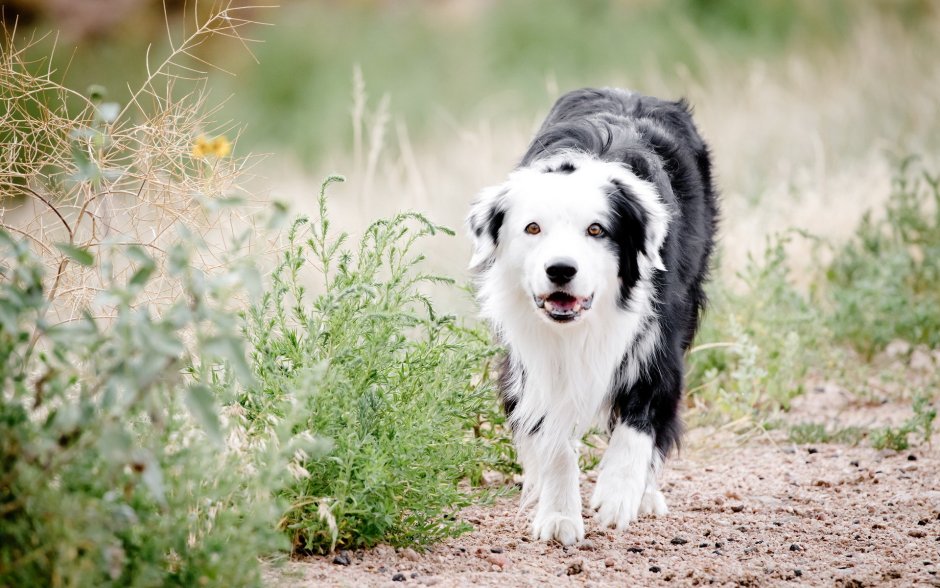 Черно белая собака