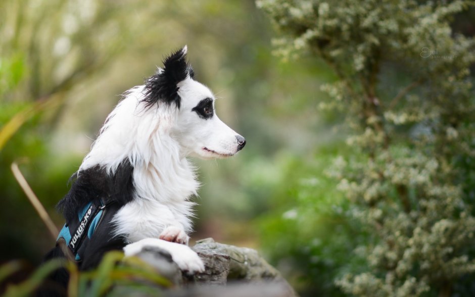 Бернский зенненхунд бежит