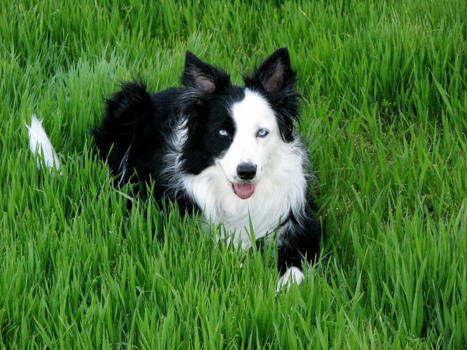 Пастушья собака бордер колли