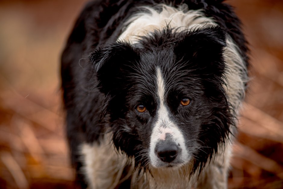 Бордер колли светлый