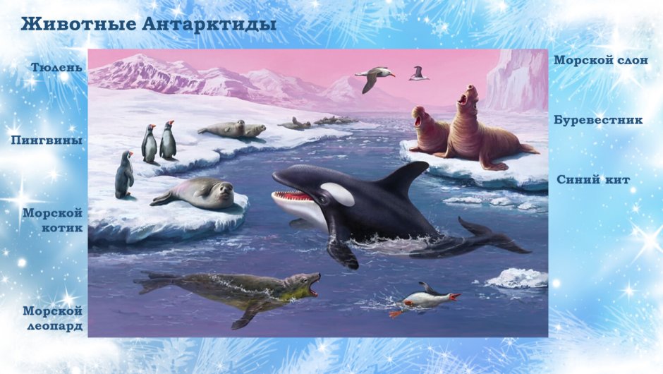 Животные Антарктики для детей