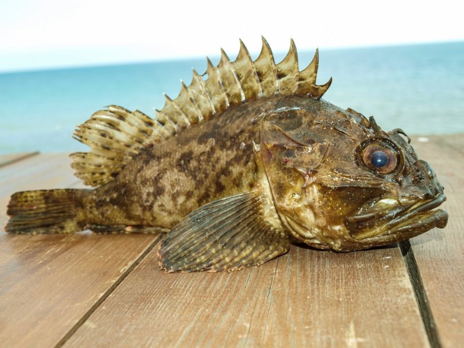 Морской бычок Дальневосточный