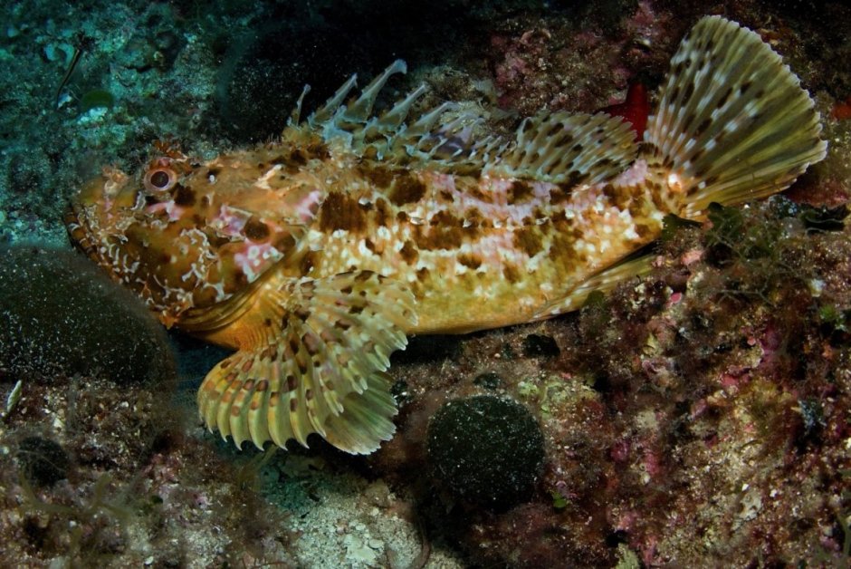 Морской Ерш скорпена черное море