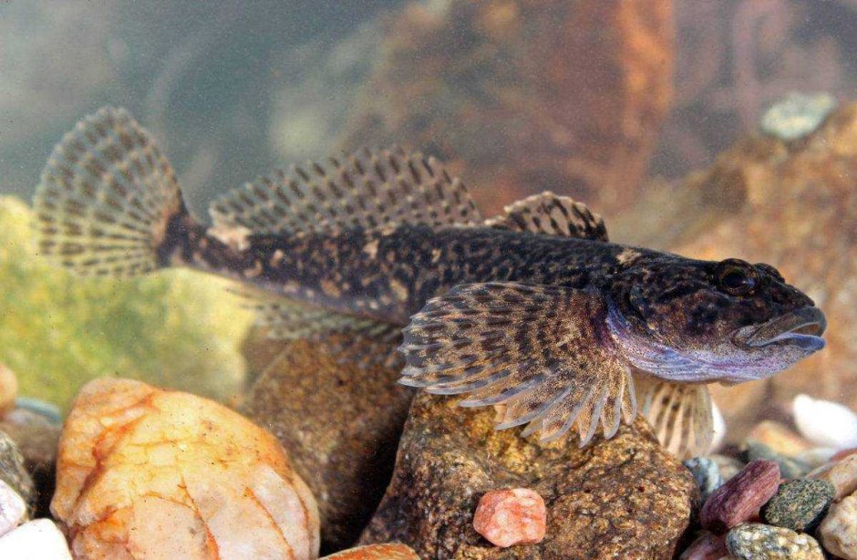 Амурский ротан (Perccottus glenii