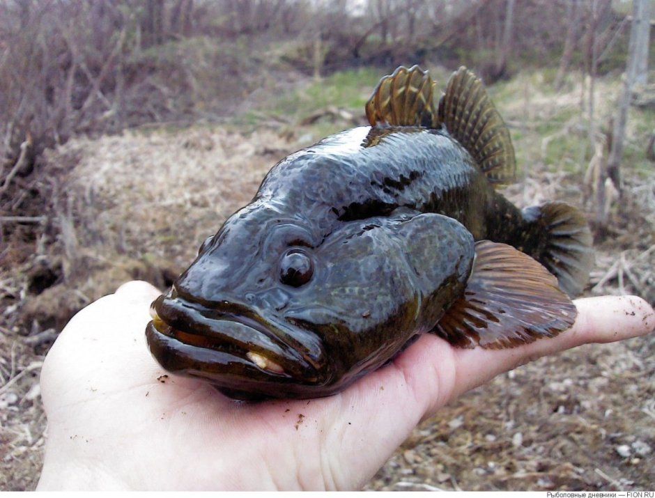 Бубырь рыба черное море