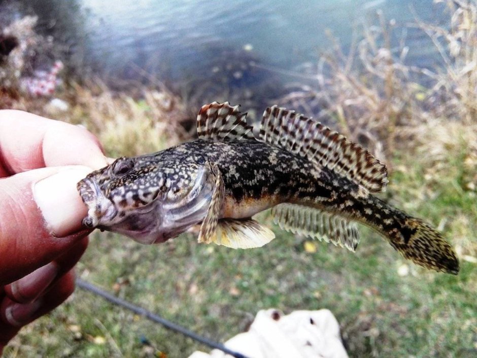 Сибирский хариус - Thymallus arcticus