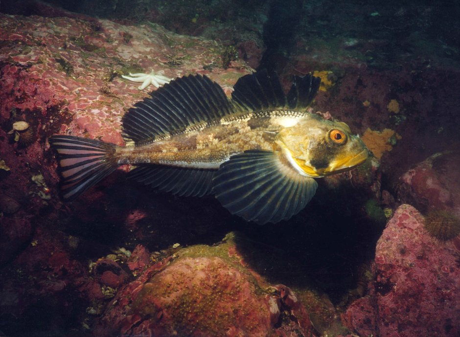 Zosterisessor ophiocephalus