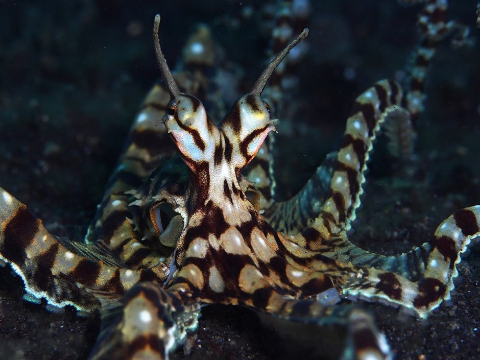 Thaumoctopus mimicus