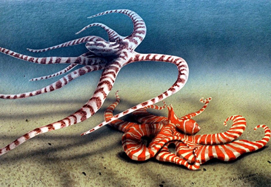 Thaumoctopus mimicus