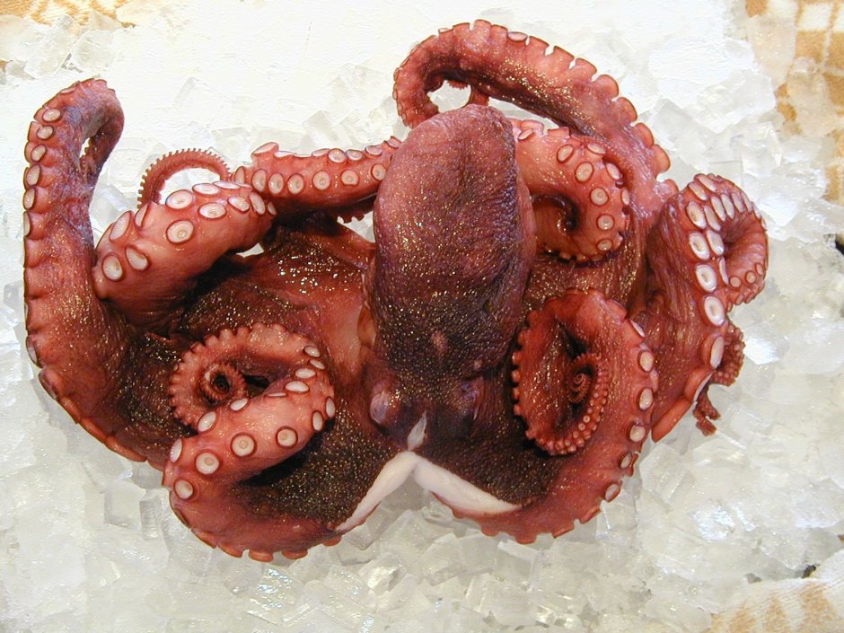 Эмбер Геншин tentacle