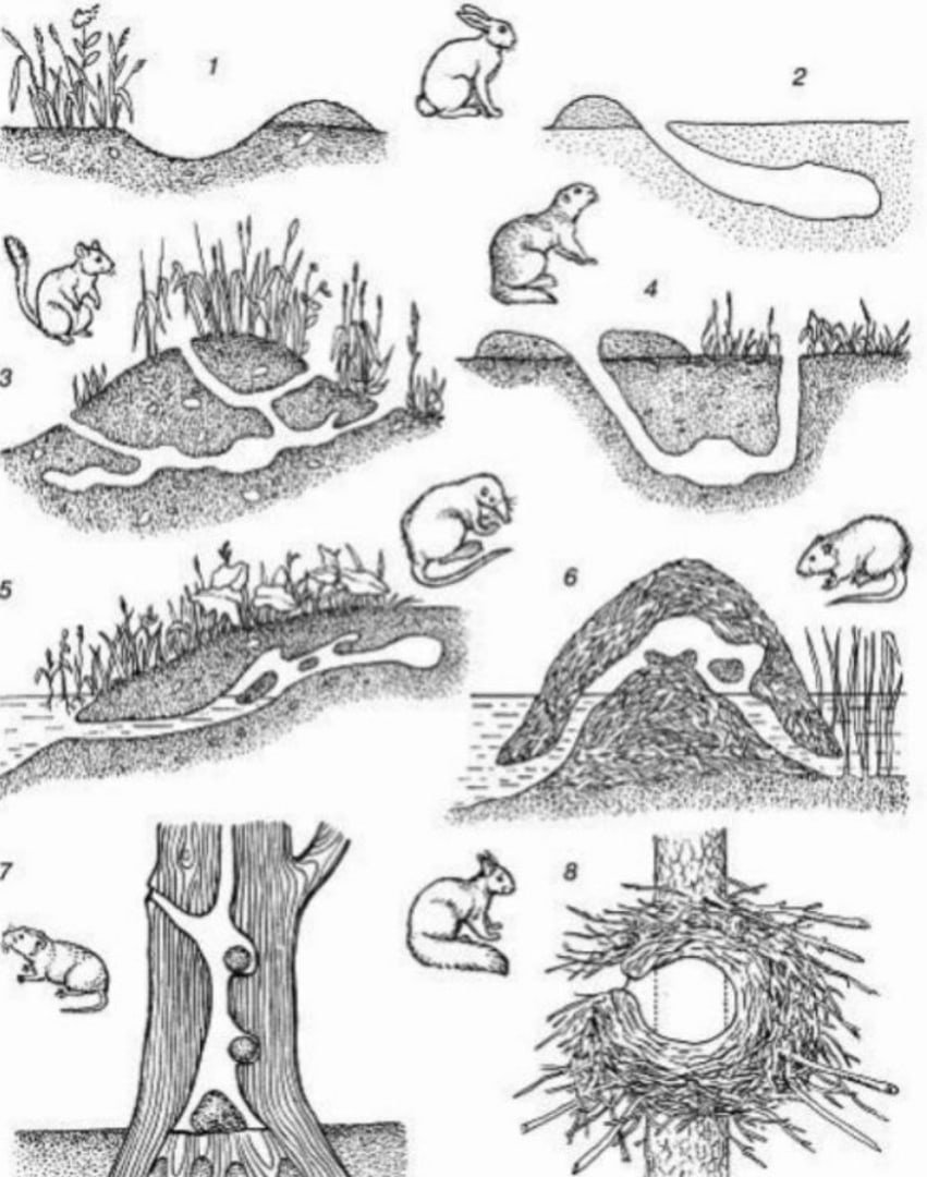 Кроличья Нора мультик