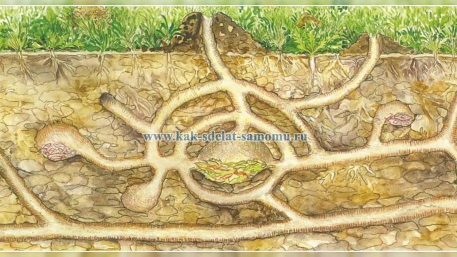 Строение Нор кротов