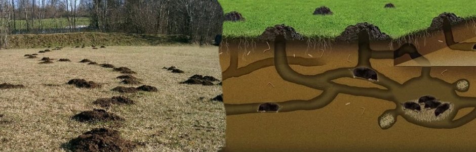 Кротовины в почве