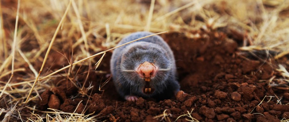 Муравейник в разрезе