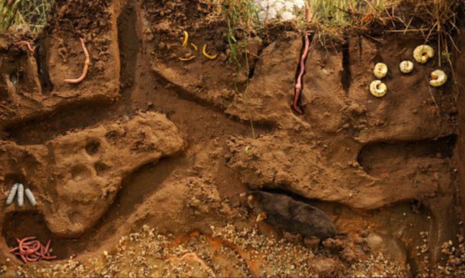 Нора в поле