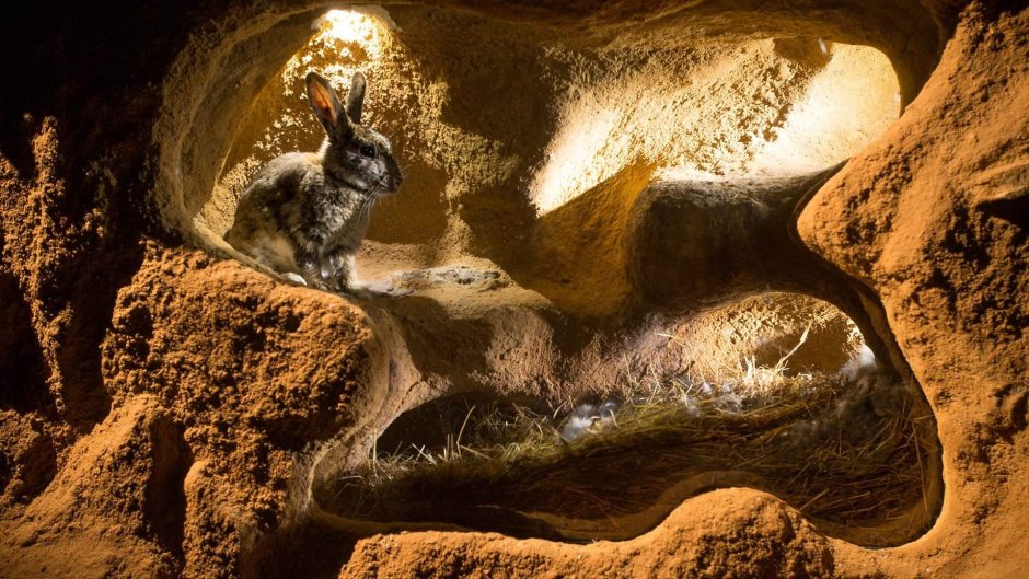 Нора землеройки