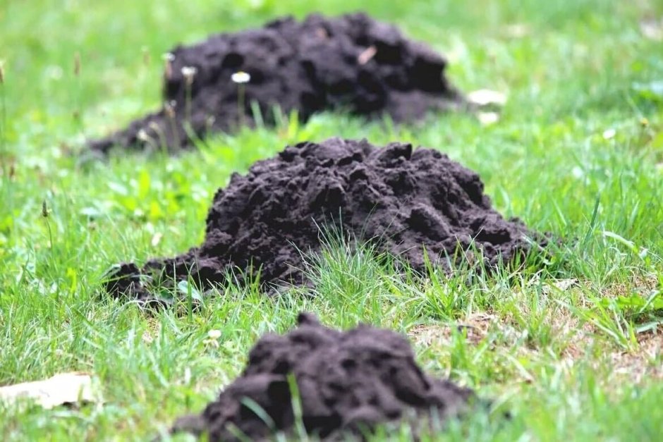 Домик зайчика в лесу