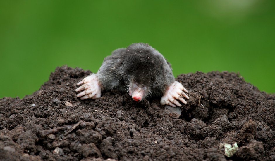 Землеройка слепыш