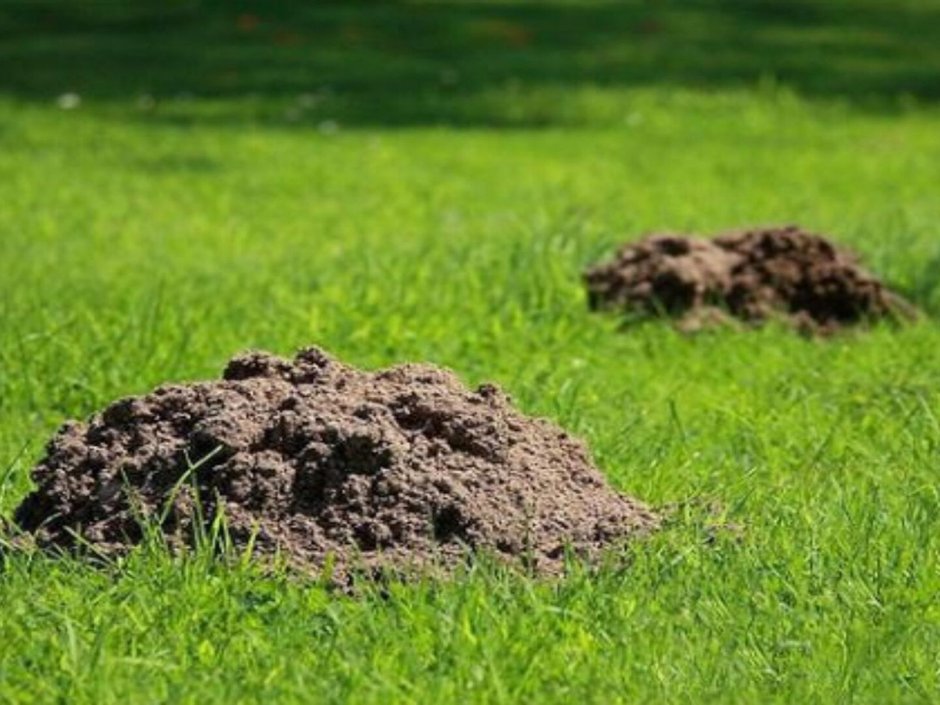 Лабиринт Нора крота