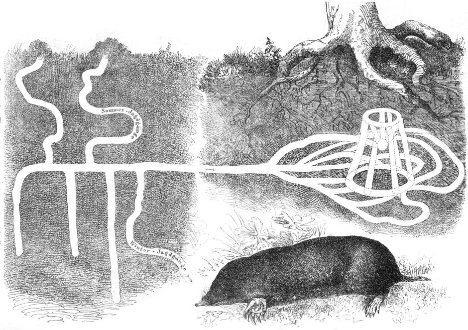 Кучки кротов