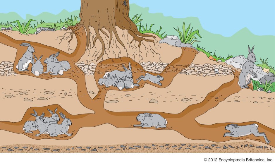 Подземные Норы