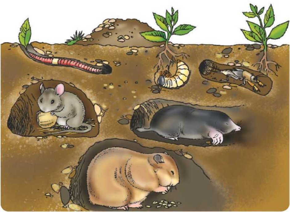 Норка крота