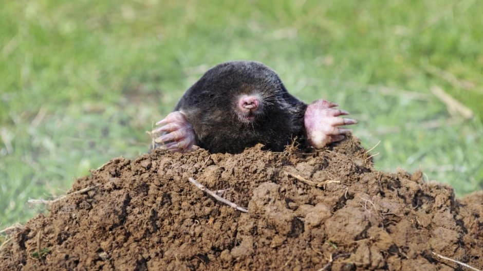 Крот и кротовина