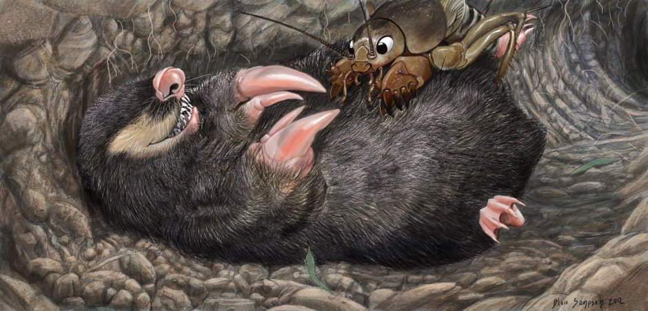 Норы сурикатов под землей