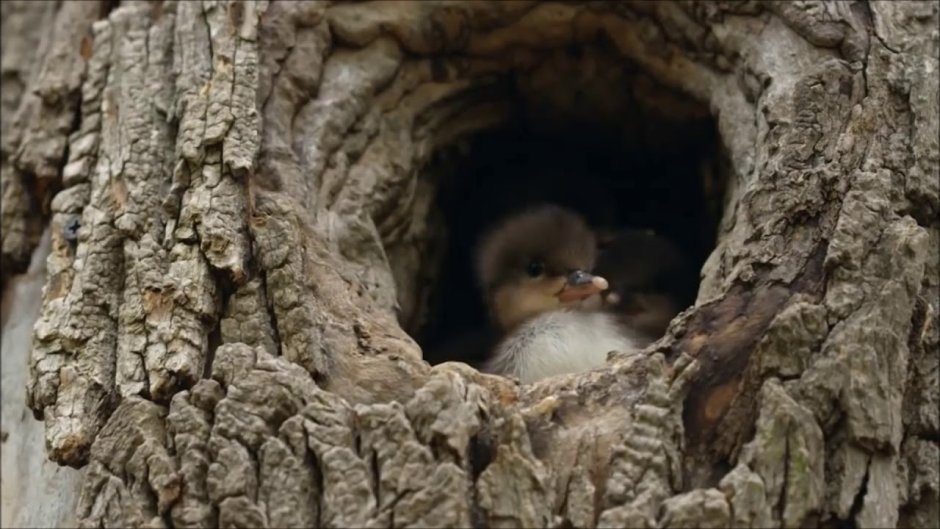 Нора Эстетика лес