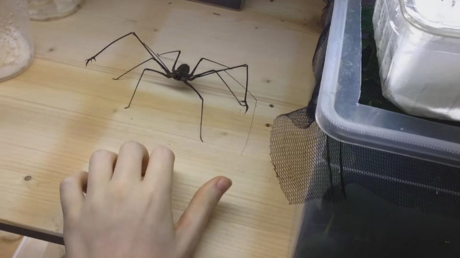 Portia africana паук