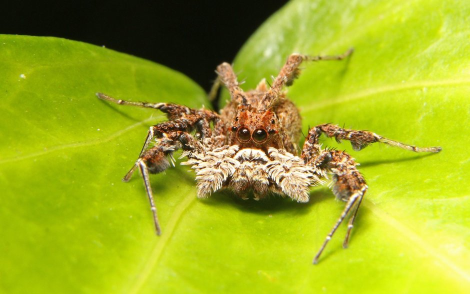 Паук Theridion frondeum