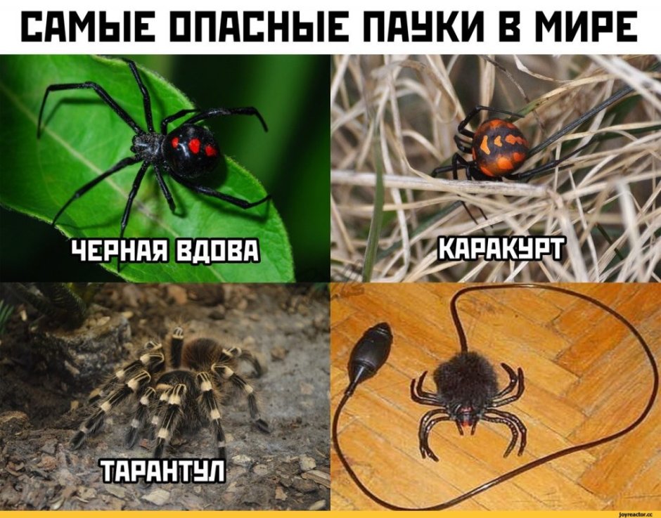 Механические паучьи лапки