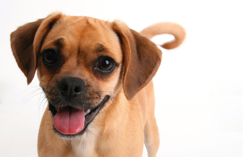 Пагль собака порода собак