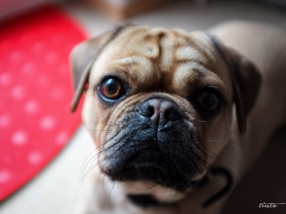 Пагаль порода