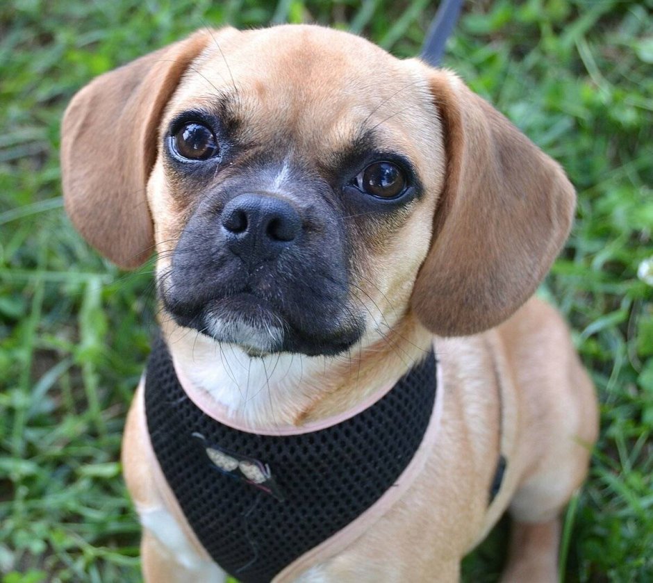 Смесь бигля и МОПСА