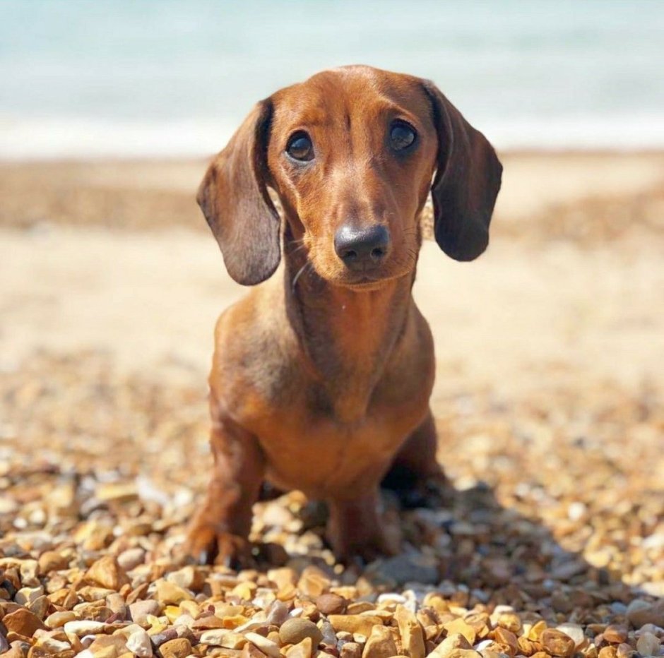 Бигль и Мопс