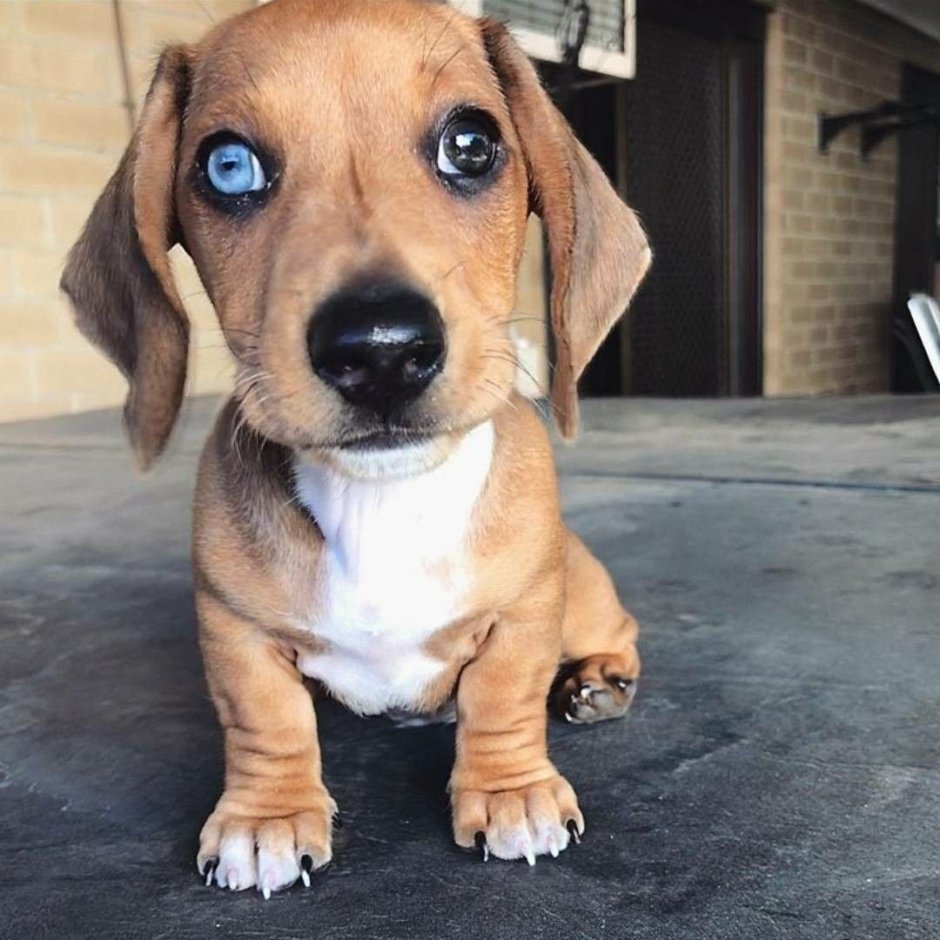 Пагль смешной