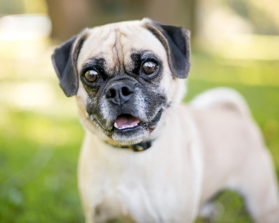 Метис бигля и МОПСА