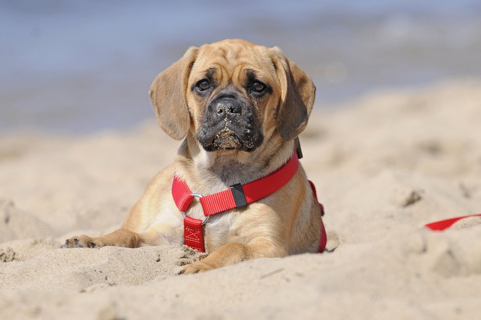 Собака Бигль и Мопс